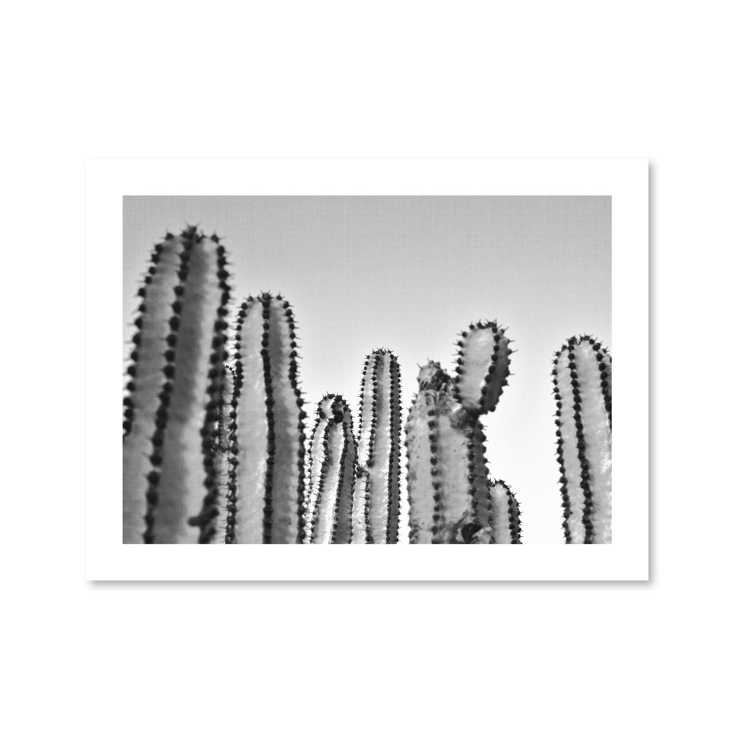 Kakteen-Druck