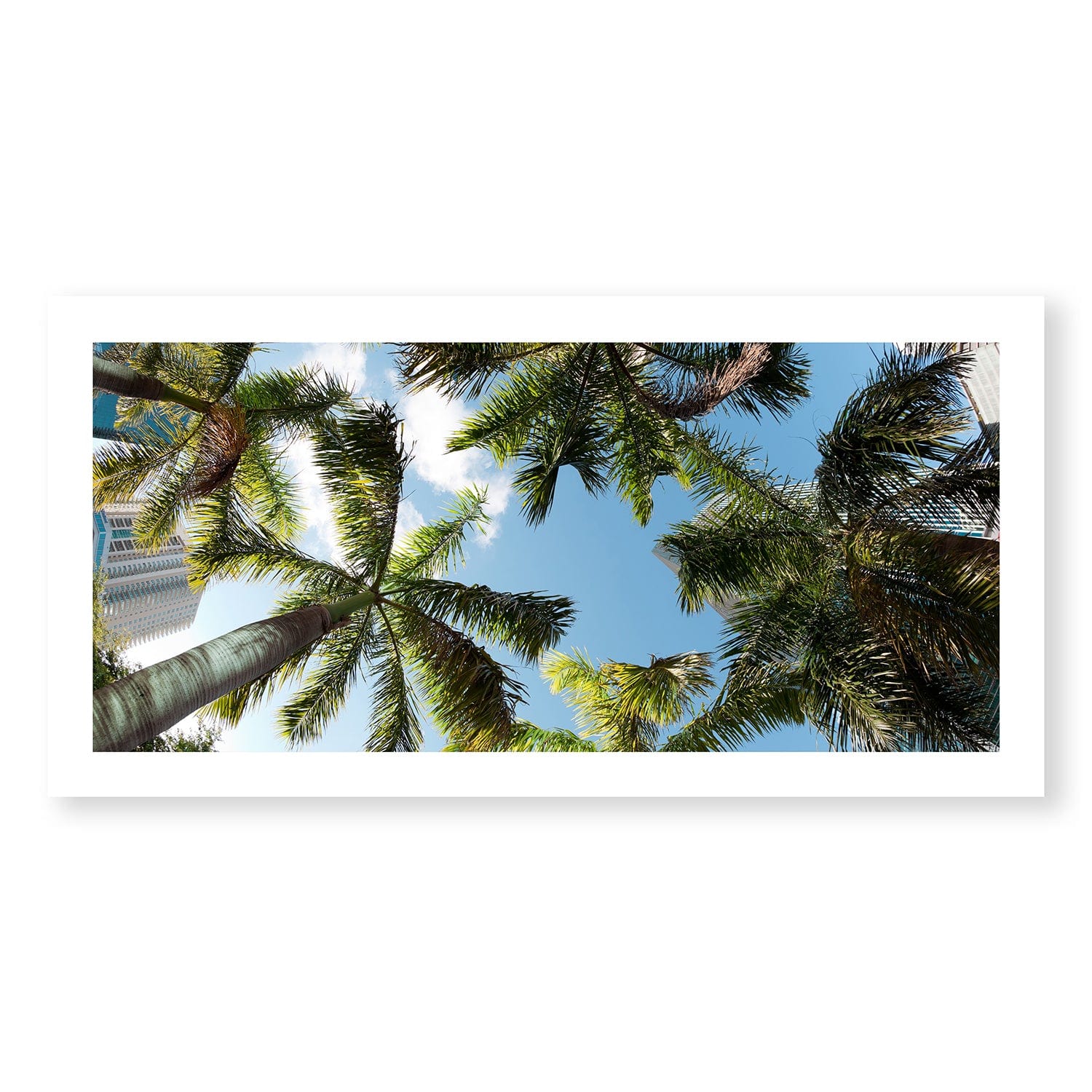 Palmenhimmel-Druck